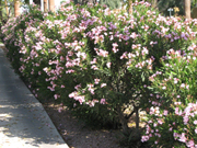 Dwarf Pink Oleander-Nerium